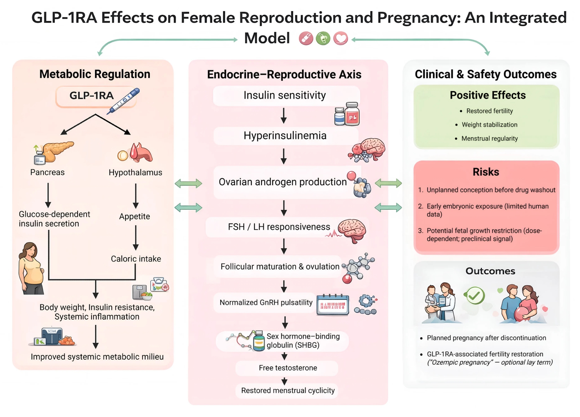 Integrated model of GLP-1RA effects on female reproduction and pregnancy risk. Conceptual framework linking GLP-1RA-mediated metabolic regulation (appetite, caloric intake, insulin secretion) to downstream endocrine-reproductive effects (insulin sensitivity, ovarian androgen production, gonadotropin responsiveness, follicular maturation/ovulation, SHBG, and free testosterone) and clinical outcomes. The model also depicts key risk mechanisms for unintended pregnancy, including rapid fertility restoration, incomplete washout prior to conception, limited human pregnancy safety data, and a preclinical signal for fetal growth effects. Abbreviations: FSH, follicle-stimulating hormone; LH, luteinizing hormone; GnRH, gonadotropin-releasing hormone; SHBG, sex hormone-binding globulin; GLP-1RA, glucagon-like peptide-1 receptor agonist. This figure is an original conceptual framework developed by the authors to synthesize mechanistic and reproductive themes from the reviewed literature.