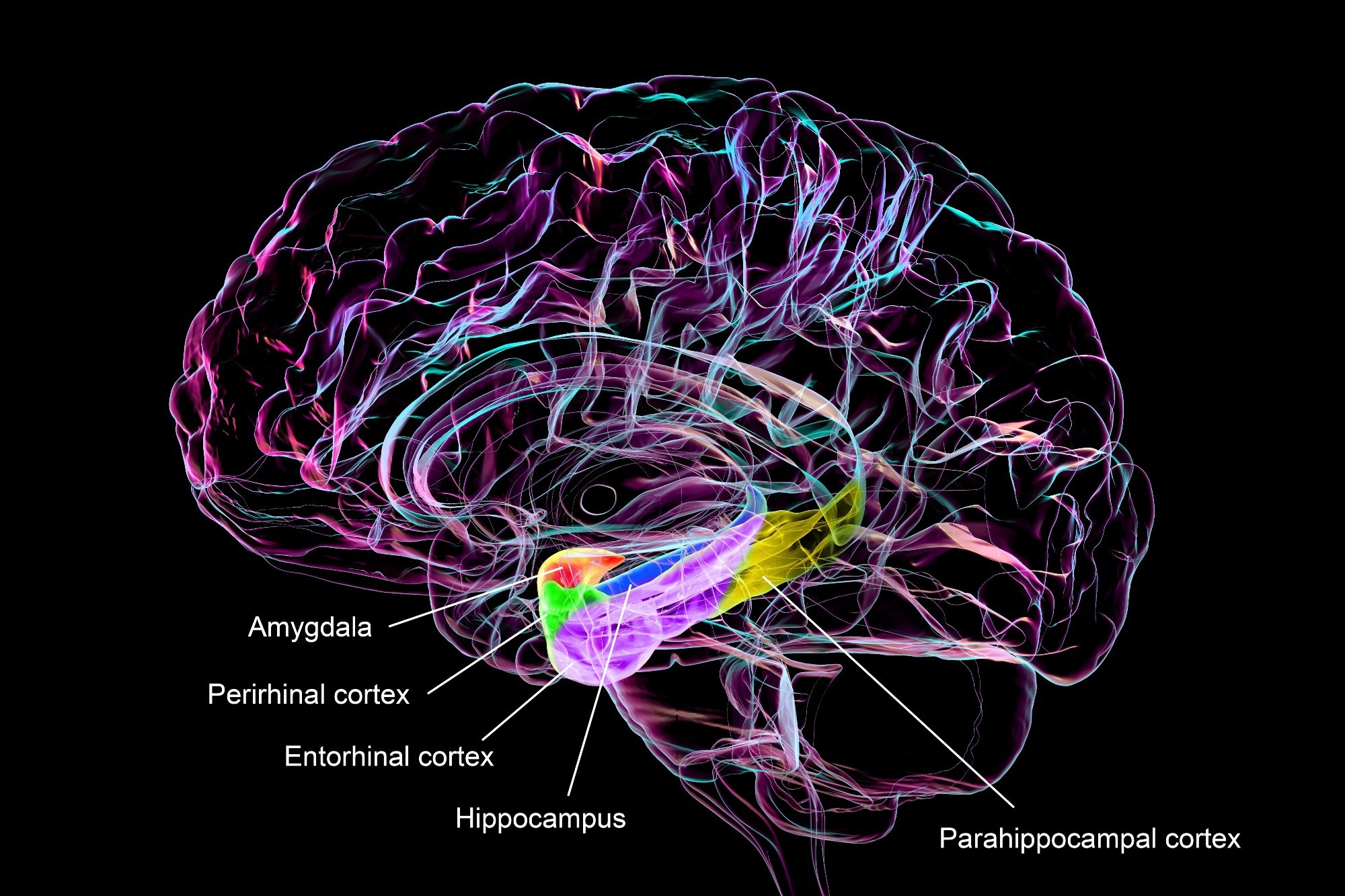 Brain regions implicated in GLP-1 activity