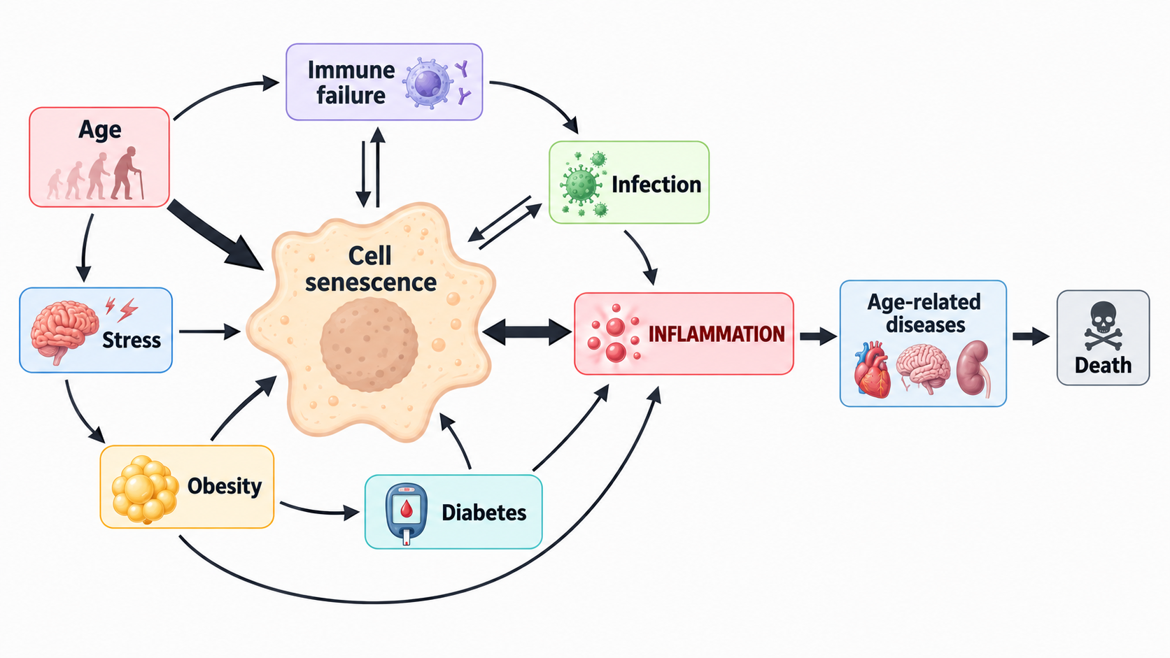 Cell senescence plays a central role in inflammageing. A variety of stressors promote cell senescence, including age-related telomere attrition, DNA damage, oxidative stress, proteostatic stress, and oncogene activation. Senescence of immune cells can lead to immune failure, while age-related decreased immunity results in the poor immunological clearance of senescent cells. Obesity is associated with a pro-inflammatory state that can drive senescence, with senescent cells detected in adipose tissue; it also predisposes sufferers to diabetes, wherein altered blood sugar control may trigger senescence through glycation and metabolic stress. Inflammation is a primary response to infection, but some inflammatory signals (e.g., IL-6) can promote cell senescence. Moreover, certain viral and bacterial infections can also drive senescence. The pro-inflammatory secretome produced by senescent cells is associated with age-related diseases. Hence, senescent cells lie at the heart of a multi-faceted vicious circle leading to increased inflammation, age-related diseases, and ultimately, death. 1