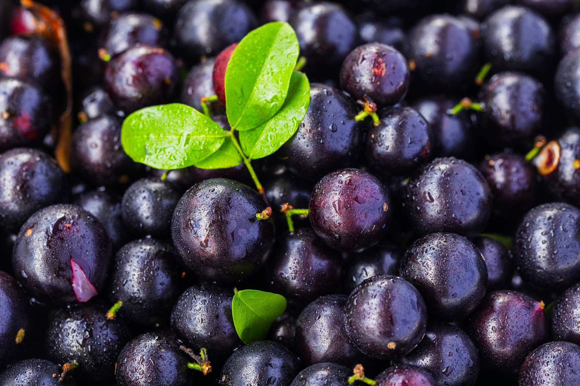 Close up image of Jaboticaba fruits