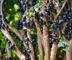 Jaboticaba Fruit: What Are Its Potential Health Benefits?