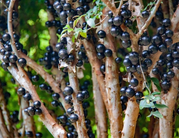 Jaboticaba Fruit: What Are Its Potential Health Benefits?