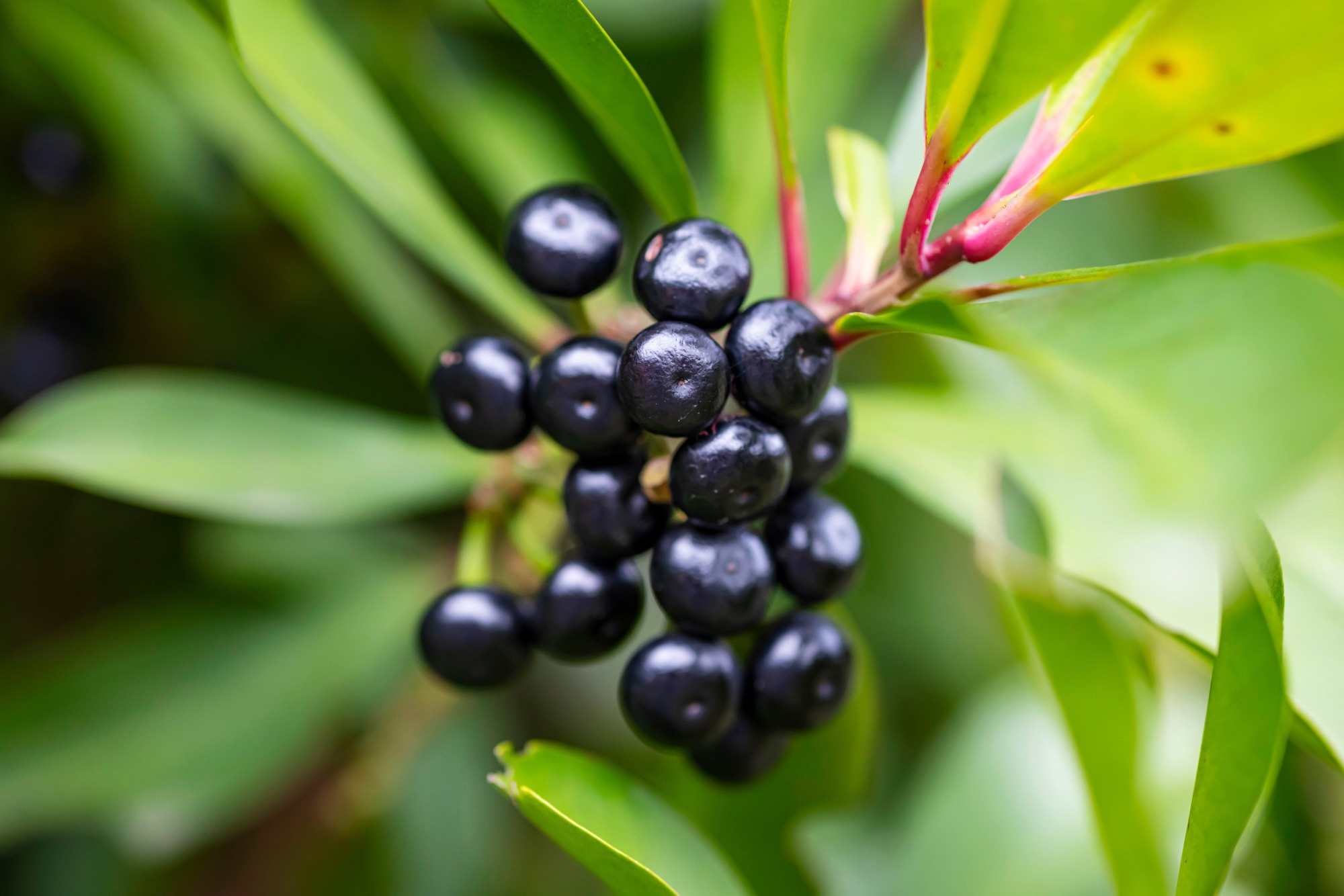 Close up image of maqui berries with leaves