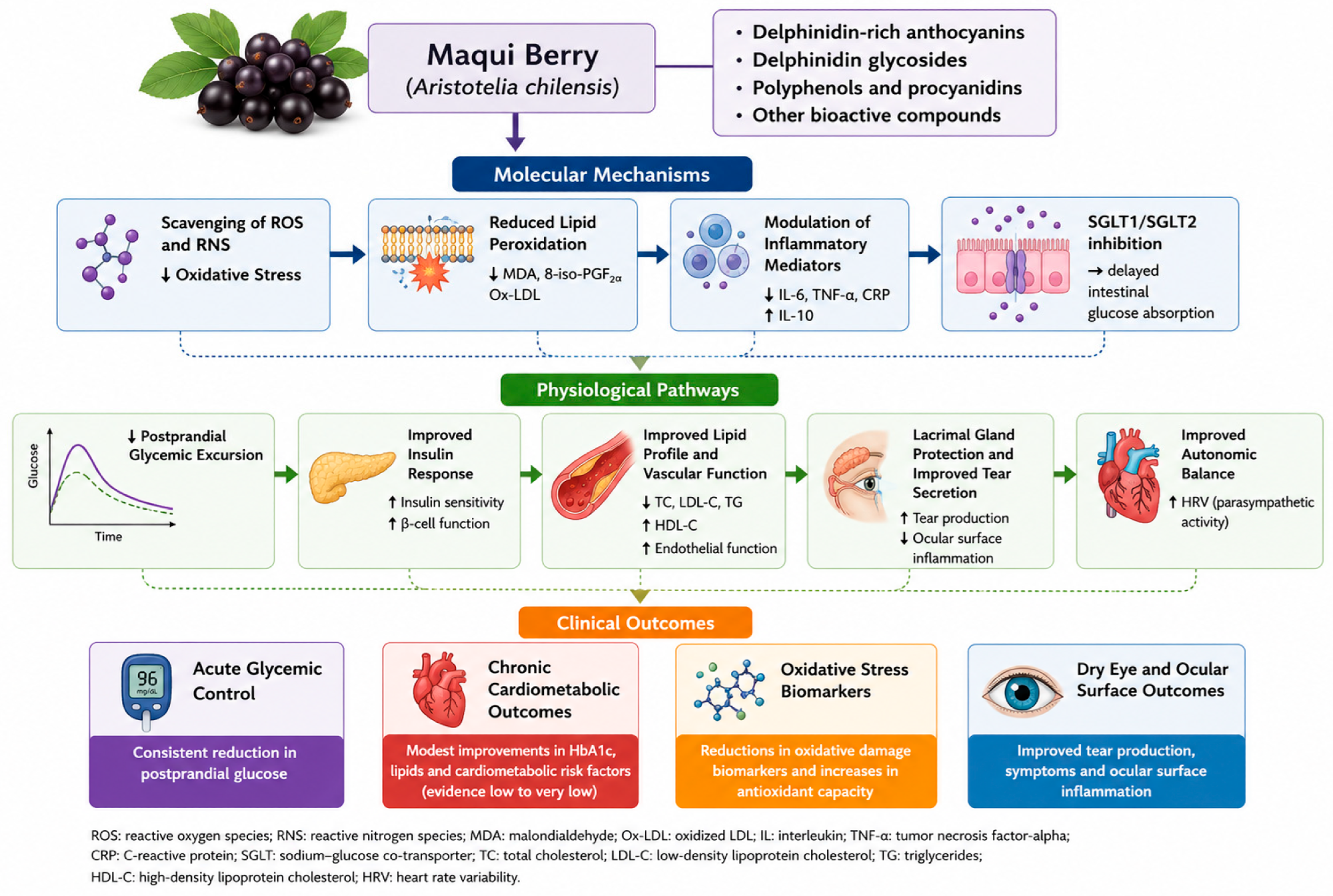 Integrated mechanistic framework of maqui berry bioactives, physiological pathways, and clinical outcomes.2