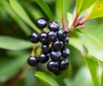 Maqui Berry: Health Benefits, Nutrition, and Uses