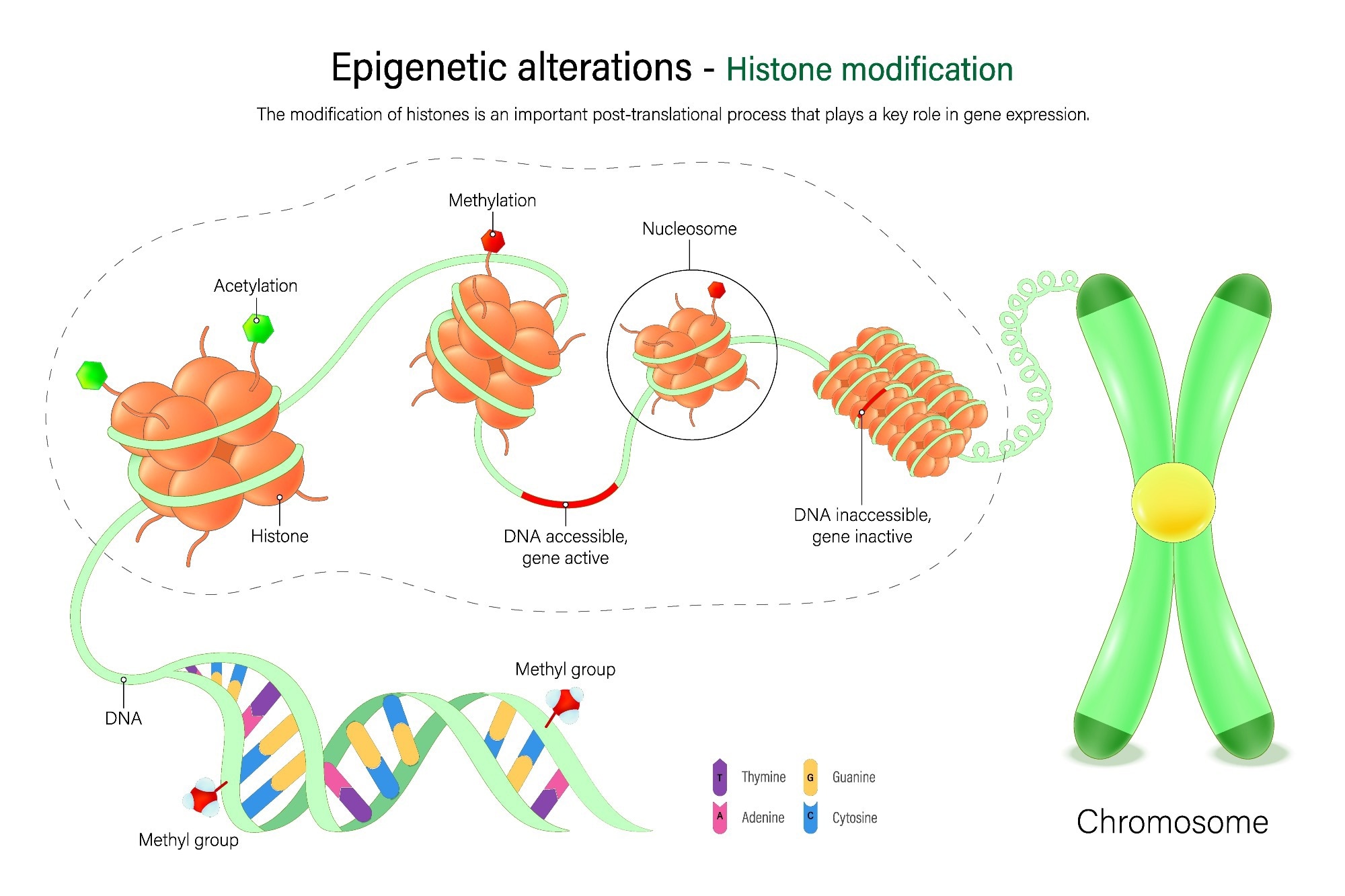 Epigenetic alterations. Hallmarks of aging.