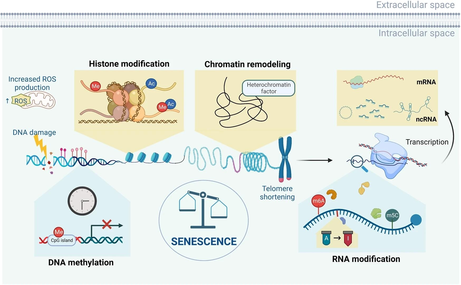 An overview of the aging epigenome. During aging and the emergence of cellular senescence, cells undergo a series of epigenetic changes, including alterations in DNA methylation, chromatin remodeling, histone modification, RNA modification, and ncRNA regulation.2