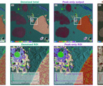 Advancing spectral imaging through neural EDS denoising