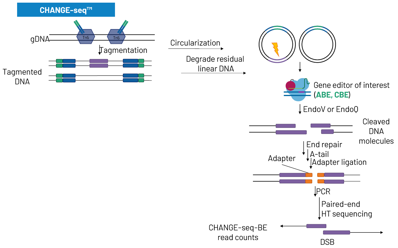 Window Schematic Library Genomics safety assessment for CRISPR