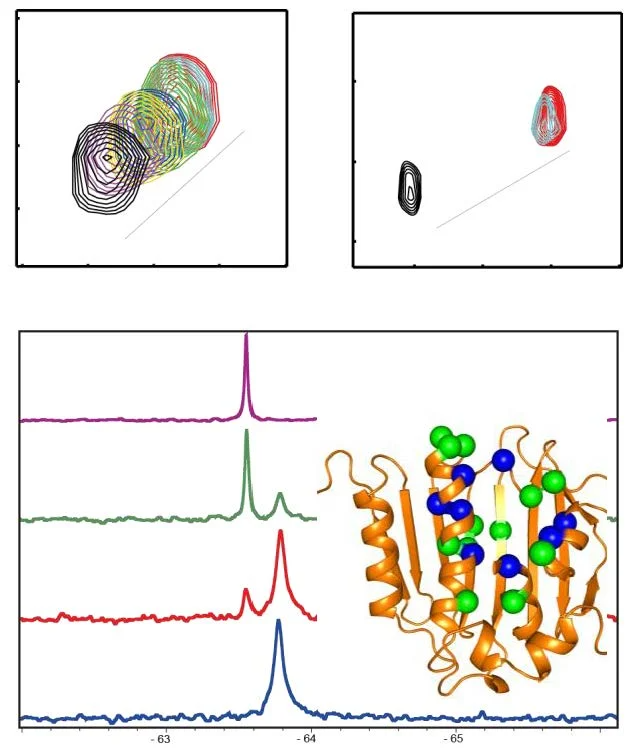 ¹<sup>9</sup>F NMR spectra showing ligand-dependent conformational changes in a GPCR.