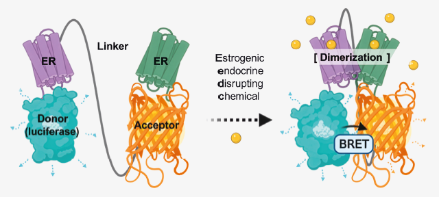 Schematic drawing for the nanoBRET-activation mechanism of ERDDB