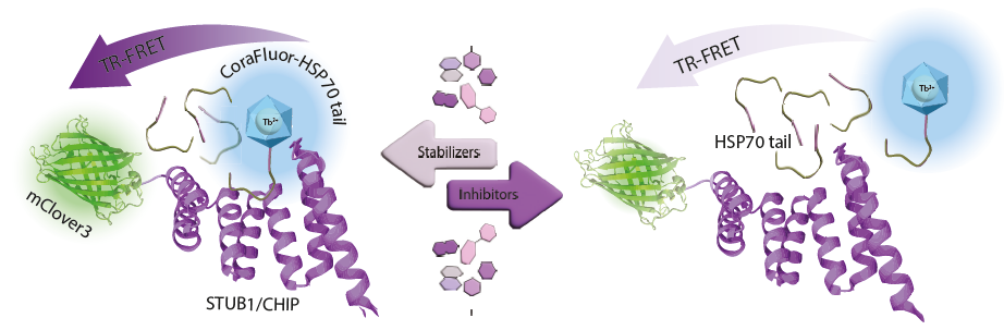 TR-FRET competitive binding assay for the STUB1/CHIP–HSP70 interaction. CoraFluor1–Tb–labeled HSP70 C-terminal tail (donor) binds the mClover3-tagged STUB1/CHIP TPR domain (acceptor), bringing fluorophores into proximity and generating a TR-FRET signal. Addition of unlabeled HSP70-tail competitor displaces the labeled tracer from STUB1/CHIP, increasing donor–acceptor distance and reducing TR-FRET. Stabilizers shift the equilibrium toward the bound complex (↑TR-FRET), whereas inhibitors favor dissociation (↓TR-FRET)