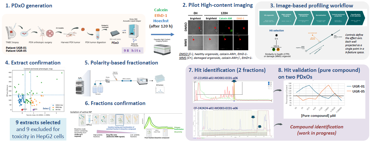 Advancing triple-negative breast cancer drug discovery with AI and organoids