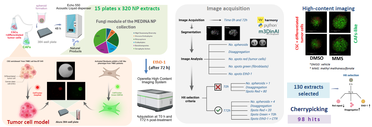 Advancing triple-negative breast cancer drug discovery with AI and organoids