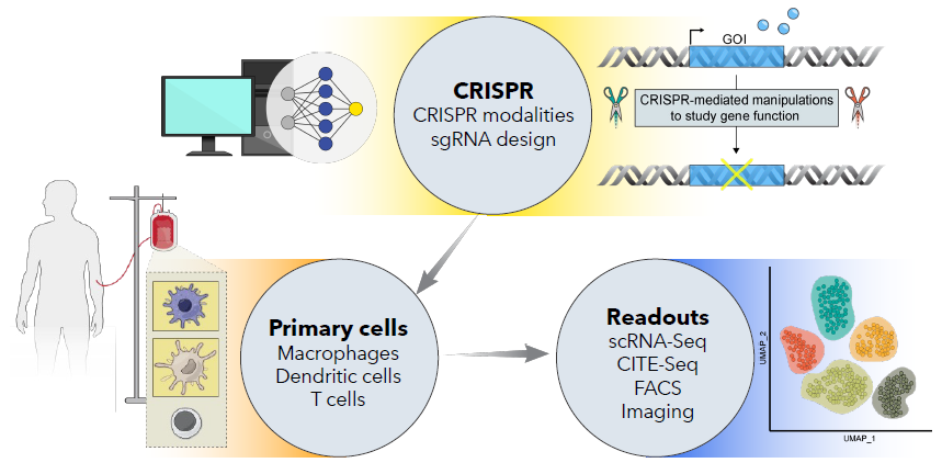 Advancing target discovery with pooled CRISPR screening in macrophages