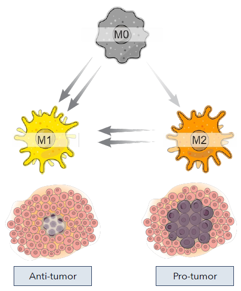 Advancing target discovery with pooled CRISPR screening in macrophages