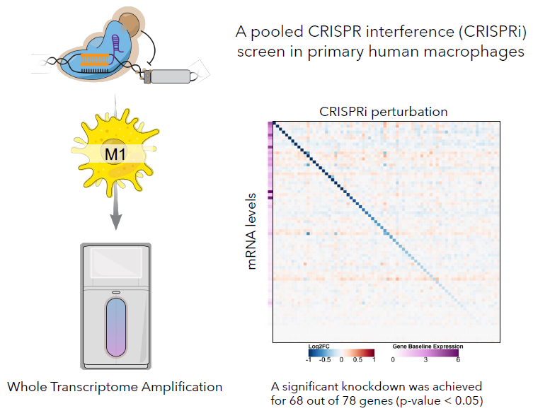 Advancing target discovery with pooled CRISPR screening in macrophages