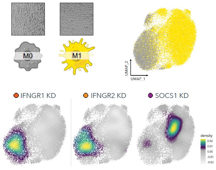 Advancing target discovery with pooled CRISPR screening in macrophages