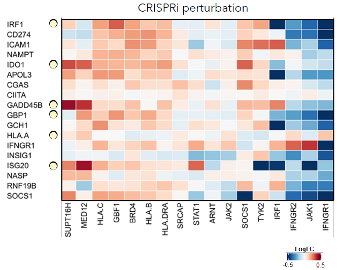 Advancing target discovery with pooled CRISPR screening in macrophages