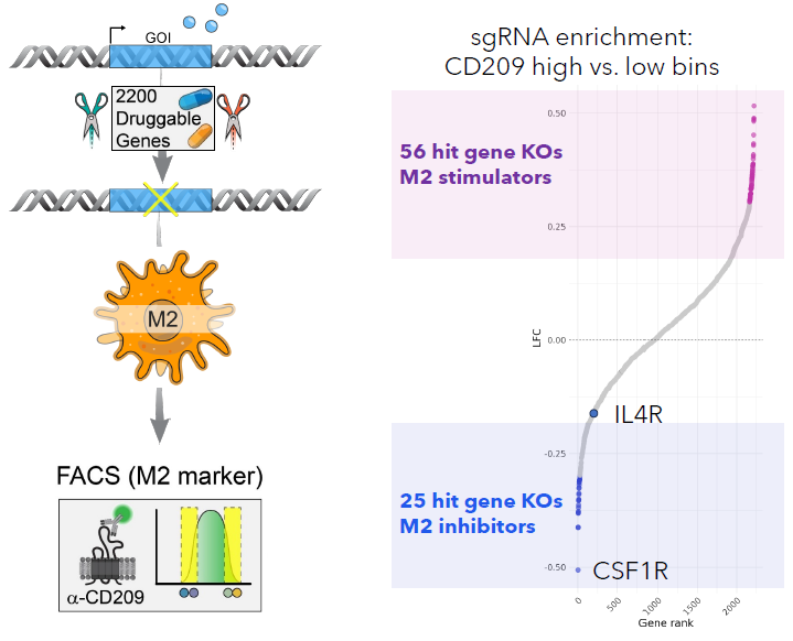 Advancing target discovery with pooled CRISPR screening in macrophages