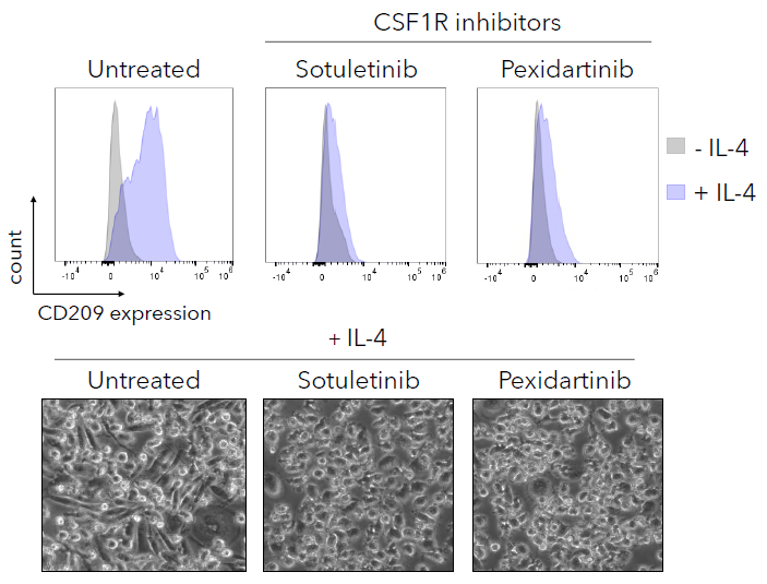 Advancing target discovery with pooled CRISPR screening in macrophages