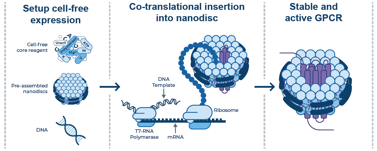 Cell-free protein synthesis allows co-translational insertion into nanodiscs