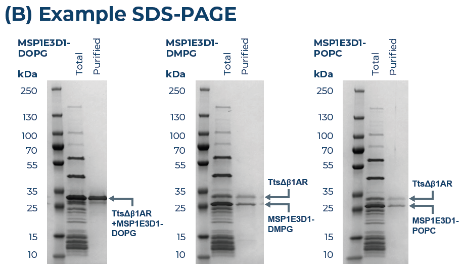 TtsΔβ1AR scale-up results. TtsΔβ1AR was scaled-up in 6 nanodisc conditions. (A) Yield was quantified using the eProtein Quantification kit. (B) Example SDS-PAGE of ttsΔβ1AR scaled-up using three nanodisc scale-up. PDI/GSSG was also added to all cell-free mixes.