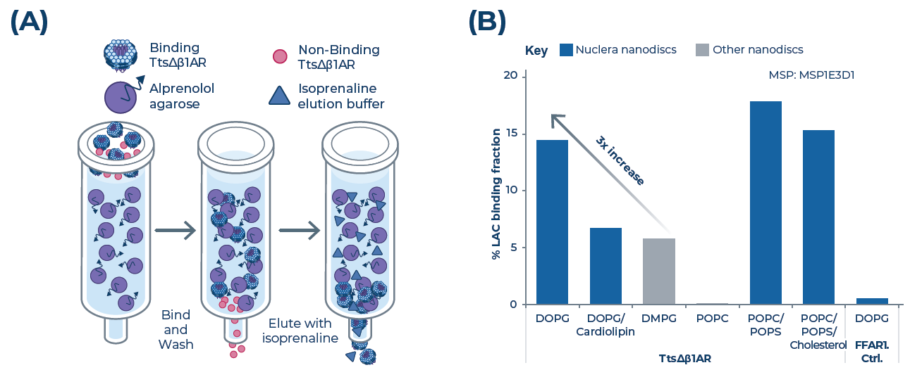 Ligand binding assessment of TtsΔβ1AR scale-up using (LAC). (A) Schematic of ligand affinity chromatography. (B) Percentage ligand binding fraction determined by LAC