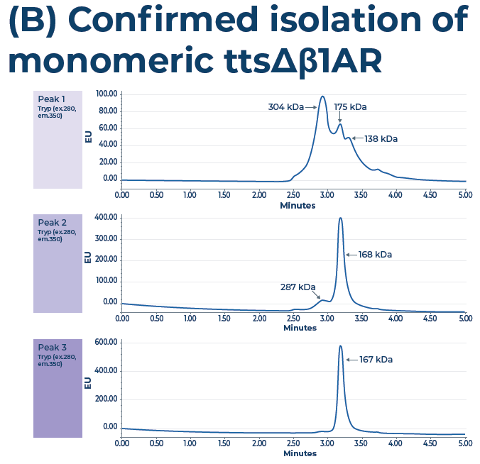 SEC purification, monodispersity assessment (post-SEC) and ligand binding activity. (A) SEC purification was used to separate different GPCR-nanodisc conformations. (B) SE-UHPLC was used to confirm peak 3 contained the monodisperse, active ttsΔβ1AR. (C) Ligand binding activity using LAC repeated to confirm enrichment of ligand binding fraction