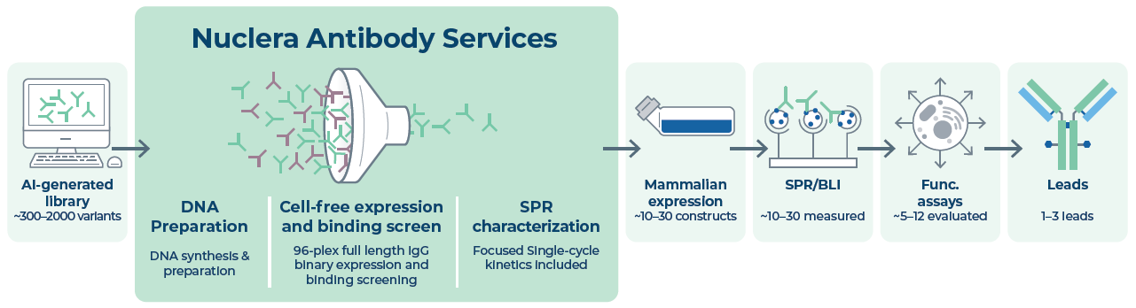 The cell-free validation engine. Nuclera Antibody Services uses a CFPS engine to produce full-length IgG expression, binary ELISA-based binding screening, and single-cycle SPR kinetics