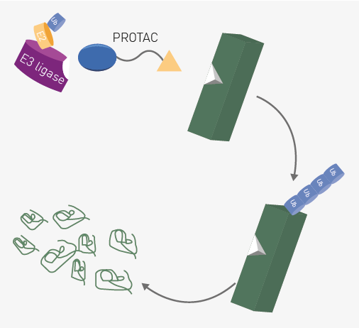 Schematic of PROTAC function. PROTACs simultaneously bind an E3 ligase and a target protein to form a ternary complex. The target is then poly-ubiquitinated and degraded