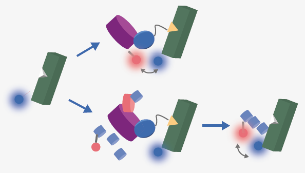 Schematic of PROTAC function. PROTACs simultaneously bind an E3 ligase and a target protein to form a ternary complex. The target is then poly-ubiquitinated and degraded