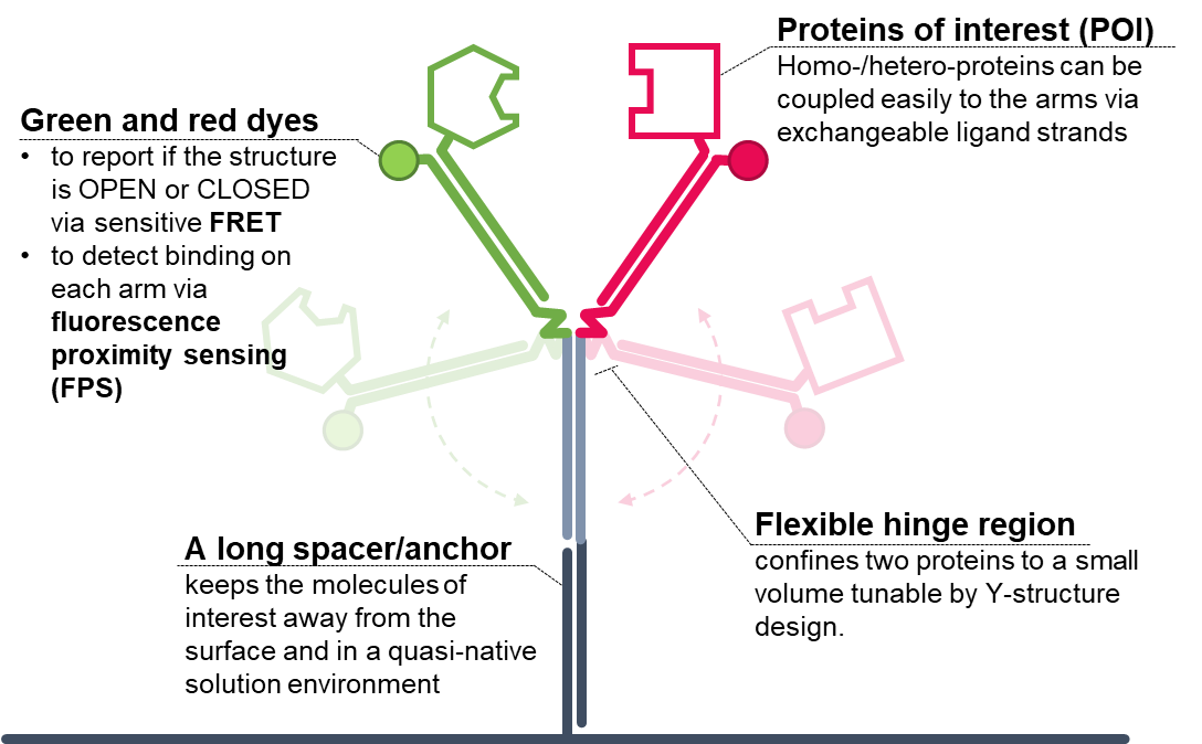 Proximity binding assay using the DNA Y-structure