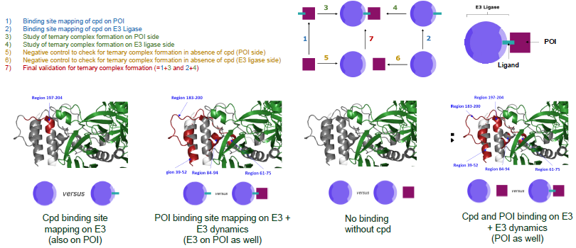 HDX labeling (PROTAC):