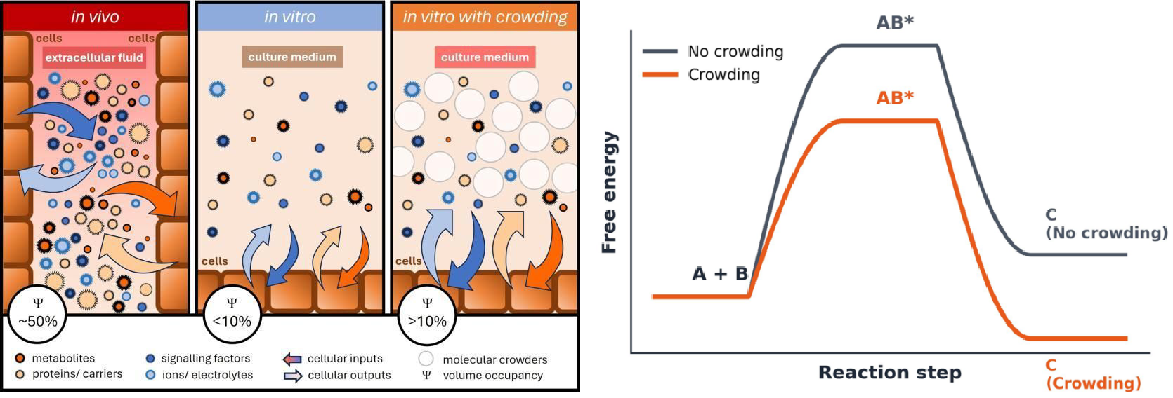 Technology behind CytoBoost: Macromolecular crowding