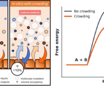Optimizing cell growth and recovery with CYTOBOOST™