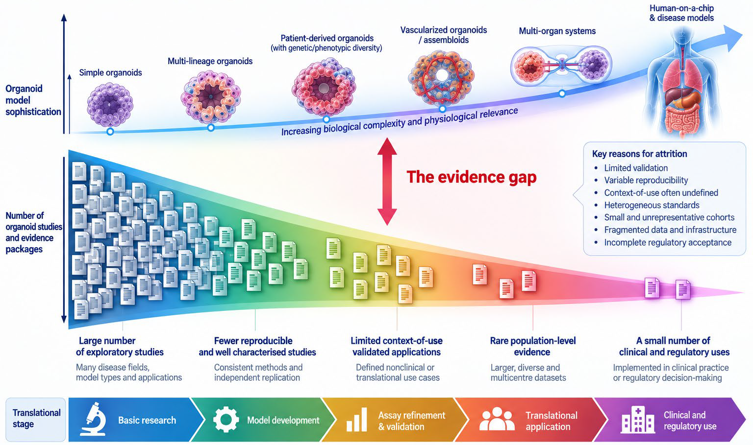 There is a large body of organoid research but only a few decision-ready applications
