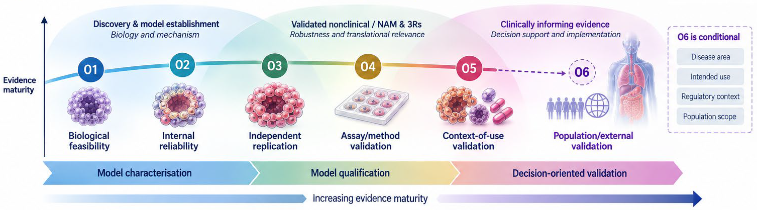 The ORGANOLE framework: a structured pathway from organoid findings to decision-ready evidence.