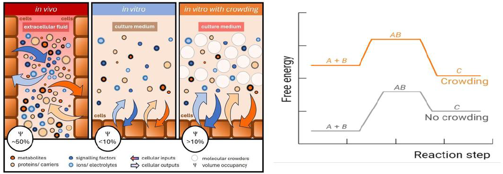 Macromolecular crowding (MMC) workflow