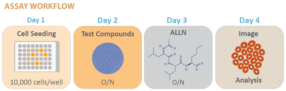 Assay Workflow: Cells were seeded at 10,000 cells per well in 96-well plates (Day 1). On Day 2, cells were treated overnight with test compounds in OptiMEM. ALLN was added on Day 3 and incubated overnight. On Day 4, SOD1 aggregation spots were quantified