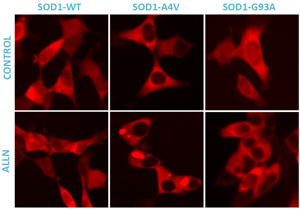 Representative images of SOD1-A4V aggregation. Under control conditions, SOD1- FP602 variants display a diffuse cytosolic distribution (upper panels). Exposure to 10 µM ALLN promotes the formation of prominent fluorescent aggregates specifically in cells expressing the SOD1-A4V mutant (lower panels)