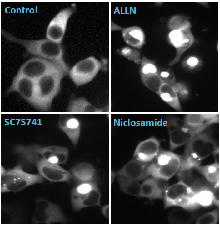 Protective activity of hit compounds in SOD1-A4V cells. Representative images showing SOD1-A4V cells under basal conditions, after ALLN treatment, and following co-treatment with ALLN and either SC75741 or Niclosamide