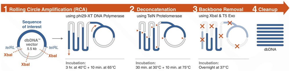 Rapid cell-free dbDNA production