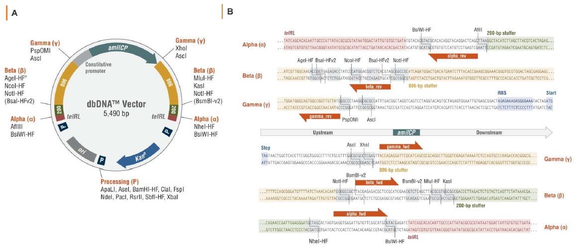Rapid cell-free dbDNA production