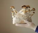 The Magic of Mushrooms: Medicine, Biotechnology, and Sustainability