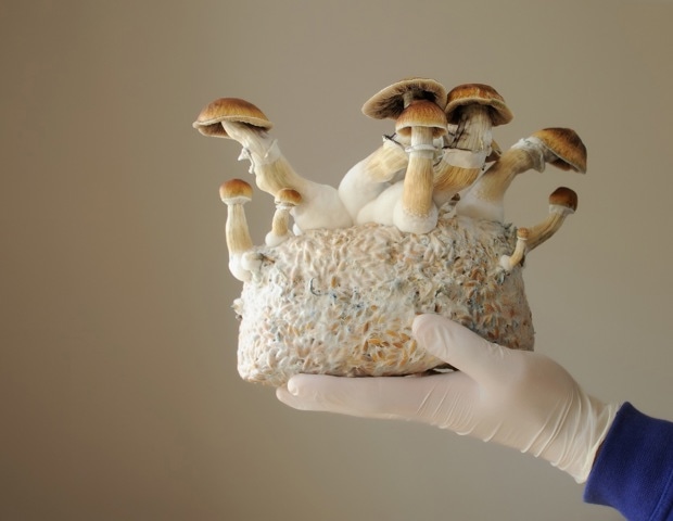 The Magic of Mushrooms: Medicine, Biotechnology, and Sustainability