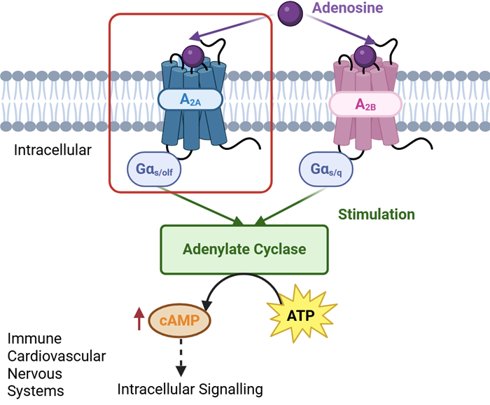 Evaluating AD101 nanobody targeting in live HEK293 cells