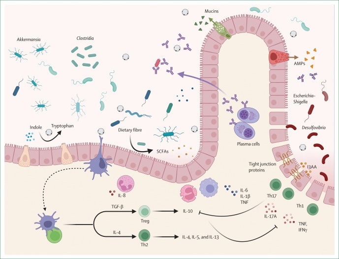 Scientific illustration showing how Blastocystis may influence gut bacteria, intestinal barrier integrity, and inflammatory and anti-inflammatory immune responses.