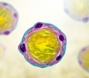 Blastocystis: Friend or Foe?