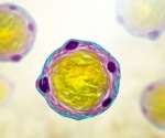 Blastocystis: Friend or Foe?